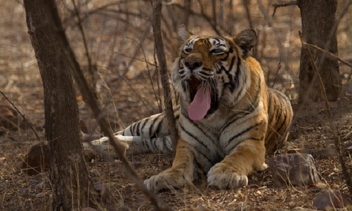 India mourns crocodile-wrestling `Queen mother` of tigers 